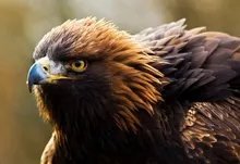 eagles birds 1920x1200 wallpaper Art HD Wallpaper